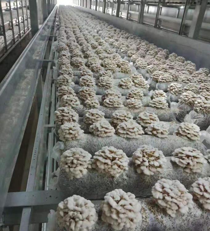 白参鲜货大量发售