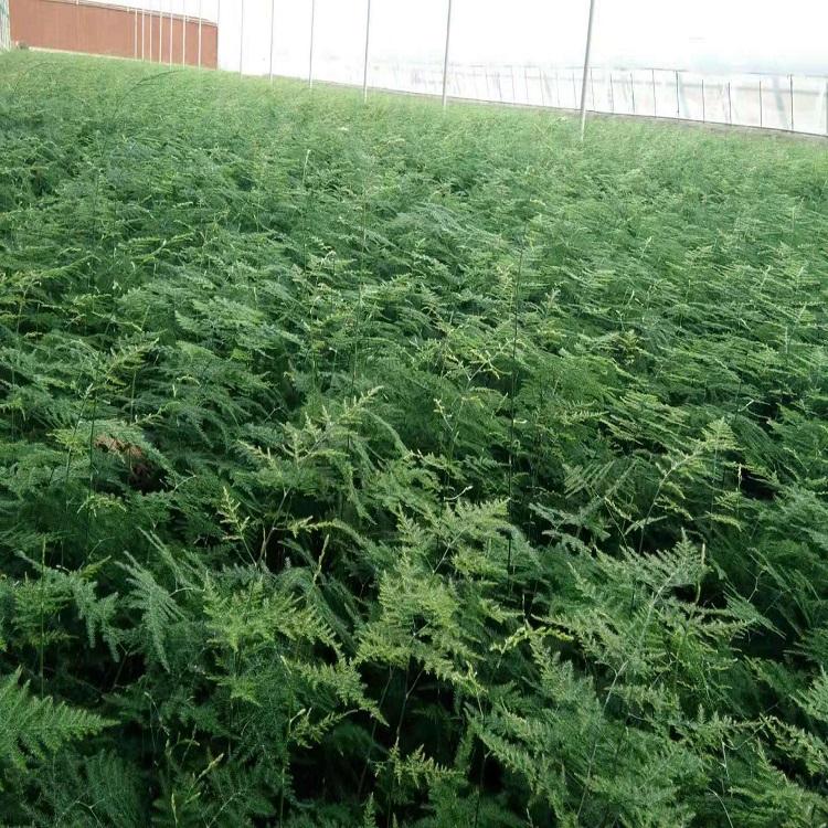 文竹报价  文竹种植基地  松青 文竹批发价格