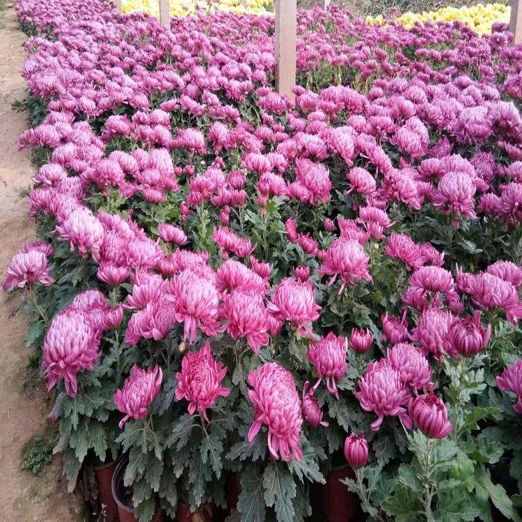大菊花报价  大菊花价格  松青