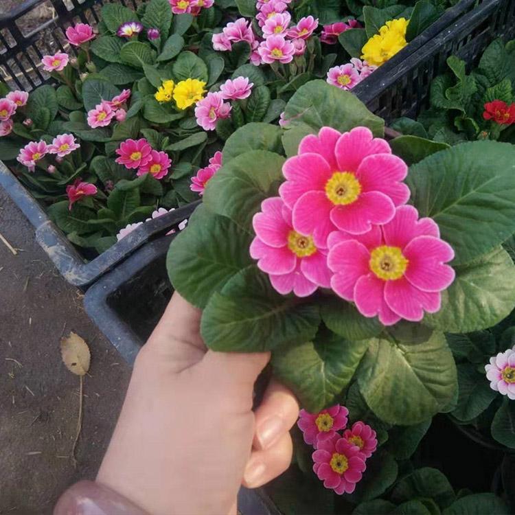 报春花 基地种植报春花 优良的报春花培育基地 青州凯洋