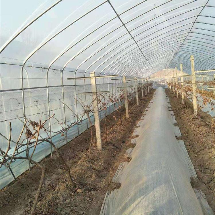博盛温室-温室大棚春秋棚单体拱棚建设