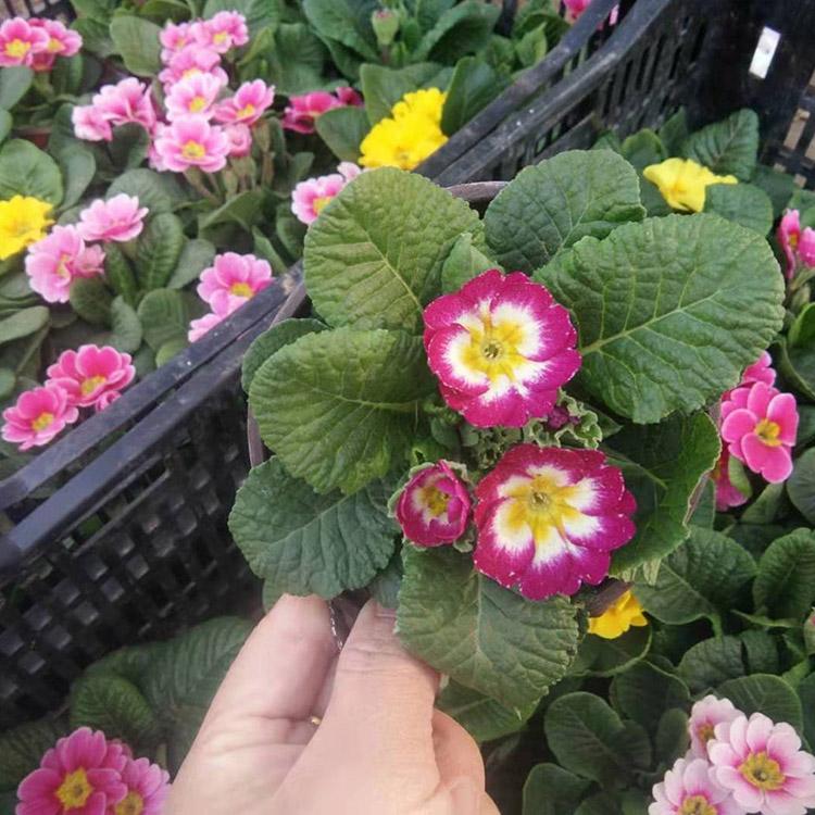 报春花报价 山东报春花品牌 凯洋 优良的报春花种植基地