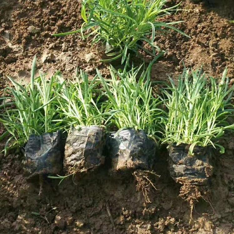青州草花批发 石竹子批发价格 花卉基地直供