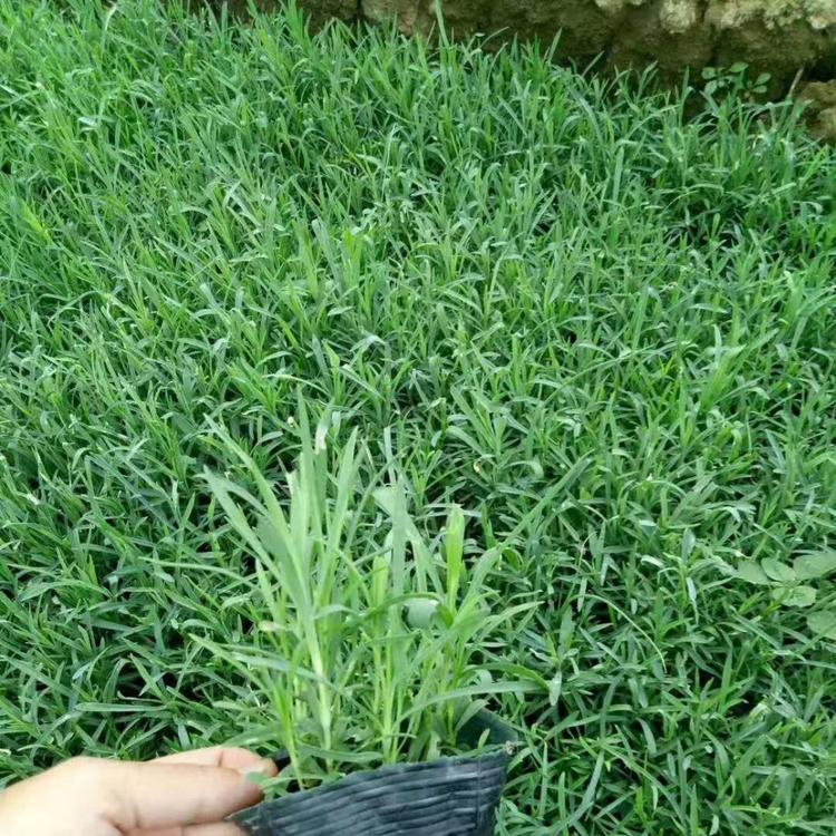 青州草花价格 石竹子报价 花卉苗木批发