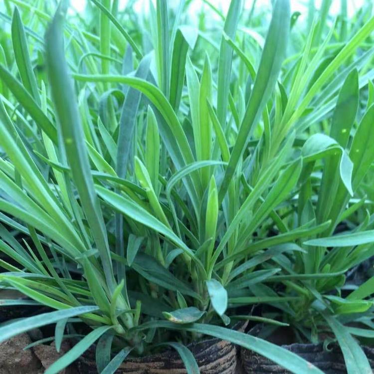 青州石竹子批发 石竹子报价 花卉苗木供应基地