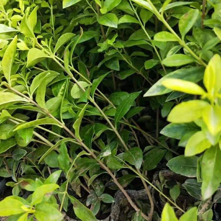 青州金叶女贞种植基地 金叶女贞报价