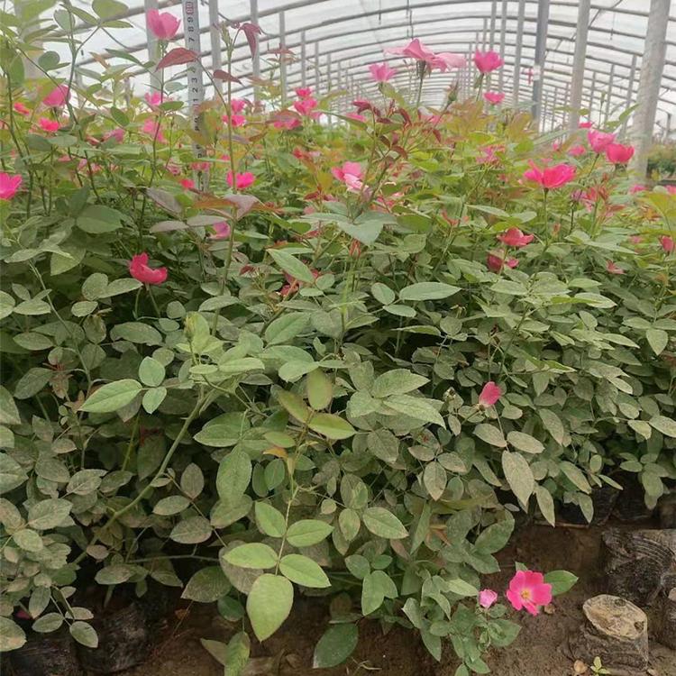苗圃供应 大花月季 品种月季  丰花月季 金泉