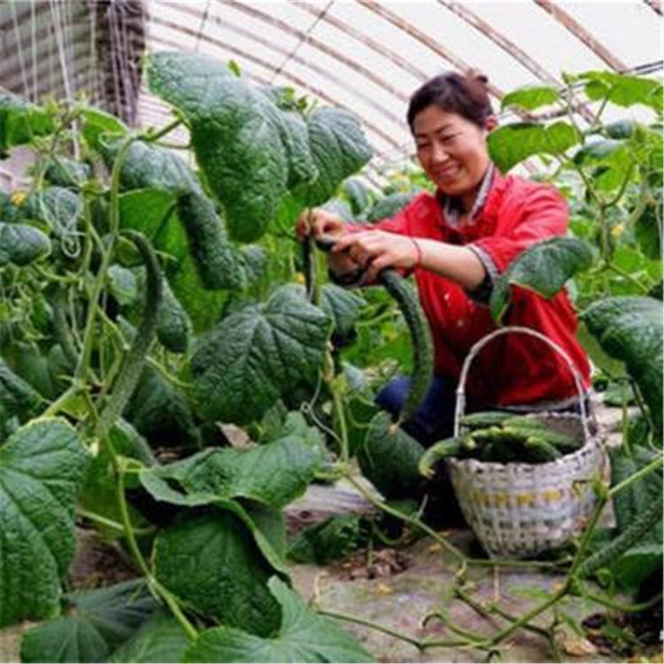 日润隆温室 光无土栽培草莓温室无土栽培草莓温室日光温室大棚