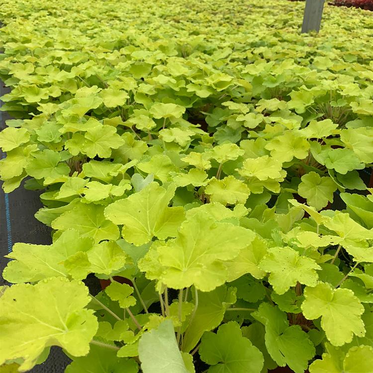 矾根基地报价 耐寒草花 耐旱花卉 北方草花 青州矾根 矾根穴盘苗基地报价