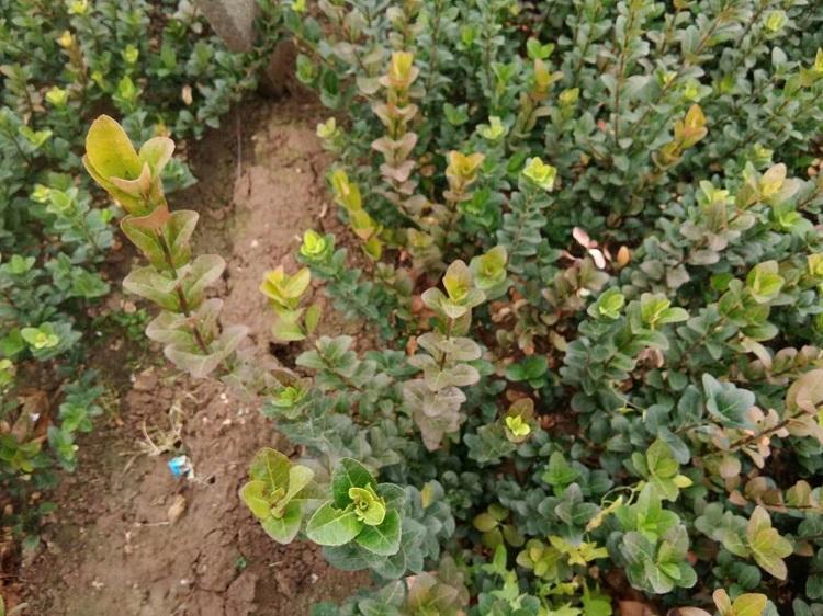 扶芳藤绿化苗木   基地种植扶芳藤   扶芳藤公路绿化