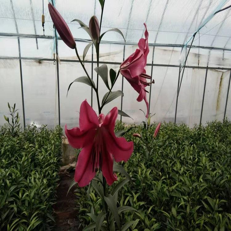 观赏花卉  百合花  粉百合花价格
