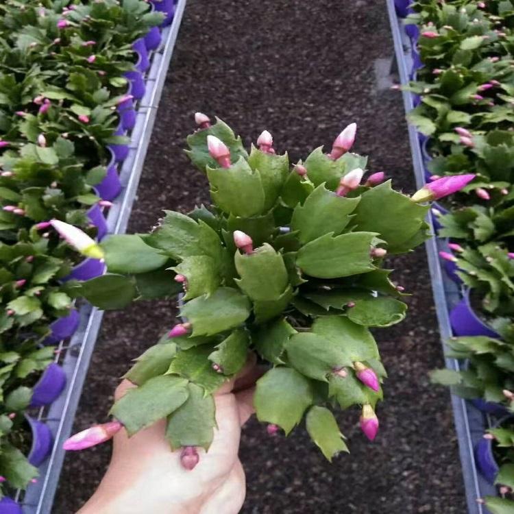 蟹爪兰价格  蟹爪兰种植基地