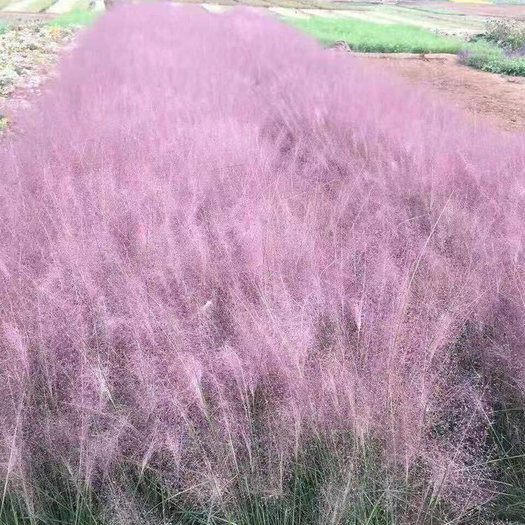 青州草花花海用苗 粉黛乱子草价格 粉黛乱子草批发