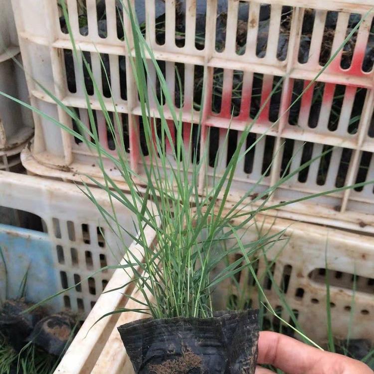 粉黛乱子草小苗 粉黛乱子草批发价格 青州花卉大量供应
