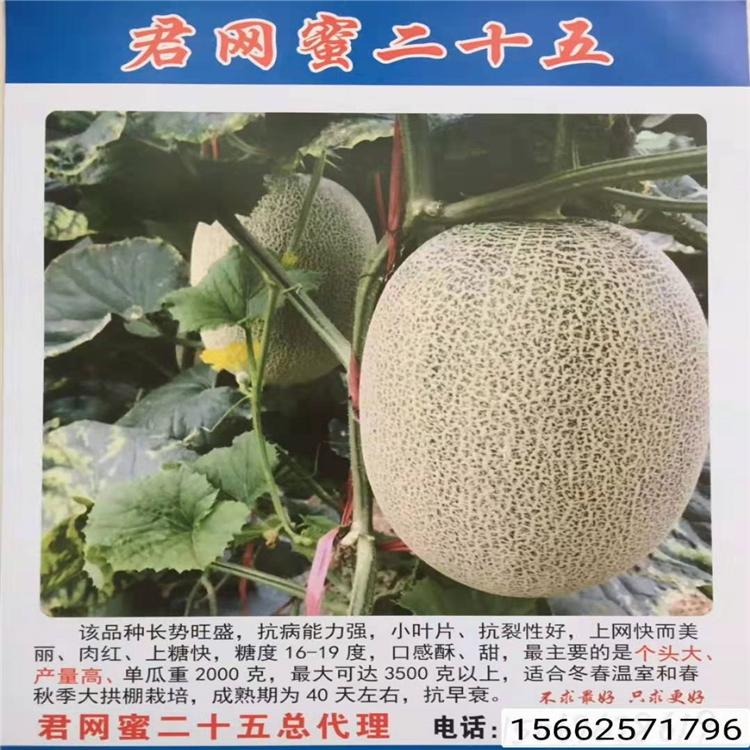 君网蜜25号哈密瓜苗  薄皮肉厚哈密瓜甜瓜种苗