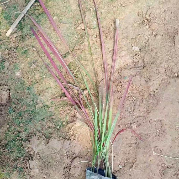血草价格 血草基地 血草哪里有 血草哪里好 日本血草 日本血草基地 血草批发价 伟达花卉