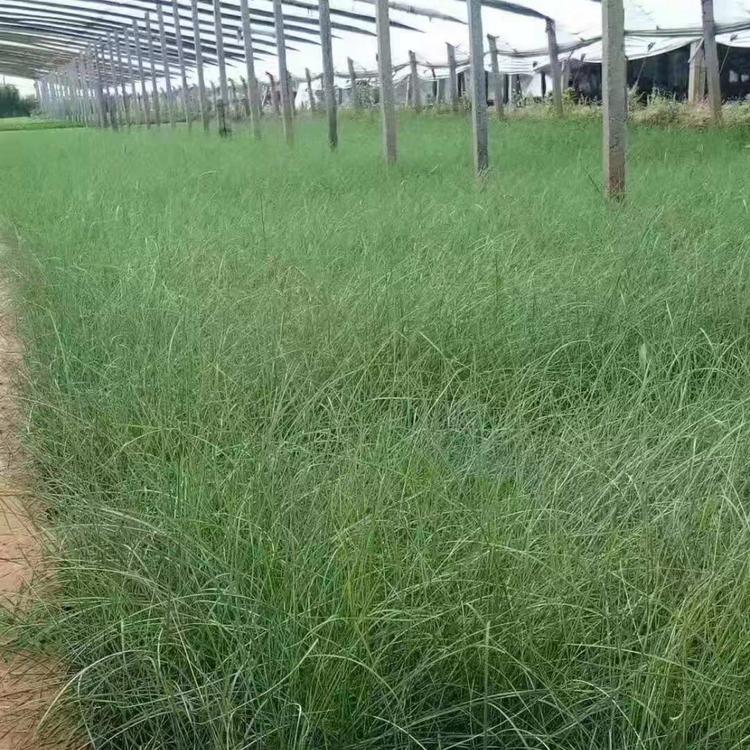 粉黛乱子草花海用苗  青州草花花卉批发 久顺