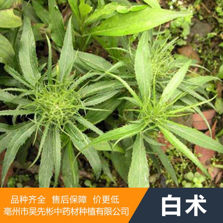 白术种苗 白术苗批发