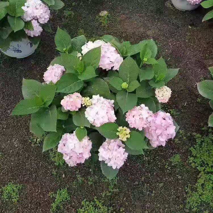 无尽夏绣球价格  无尽夏绣球哪里有 无尽夏绣球哪里卖 久顺花卉 绿化专用