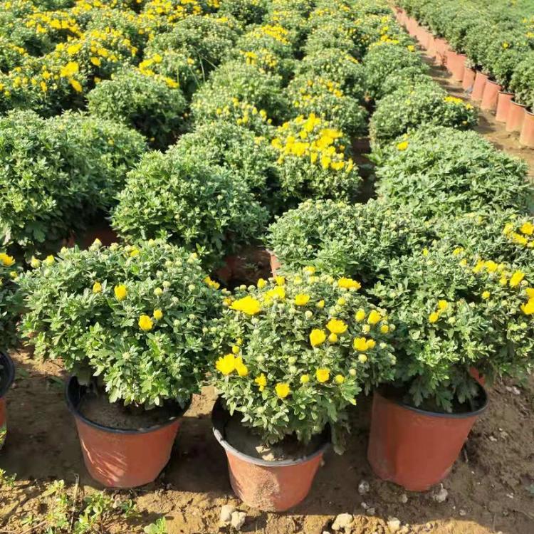 国庆菊 国庆菊价格 青州国庆菊多少钱 国庆菊基地 国庆菊种植基地