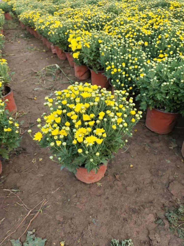 国庆菊种植基地 国庆菊哪里有 山东国庆菊 国庆菊哪里好 伟达花卉国庆菊 国庆菊批发