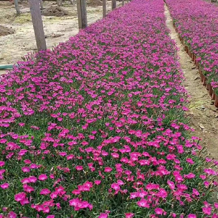 基地源头发货欧石竹 欧石竹报价 欧石竹穴盘苗 欧石竹基地