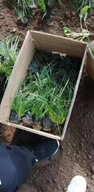 青绿苔草涝峪苔草浅绿苔草种植基地青绿苔草价格宿根植被供应钰艺花卉