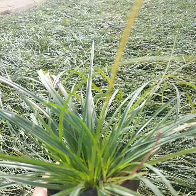 批发大量青绿苔草 浅绿苔草种植基地 青绿苔草价格 宿根植被供应
