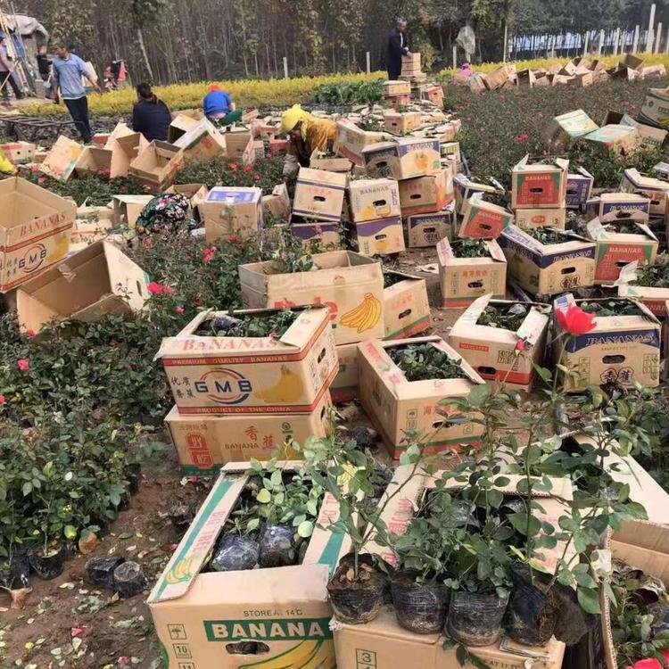 月季价格月季报价欧月月季价格月季基地月季小苗大花月季品种月季直销