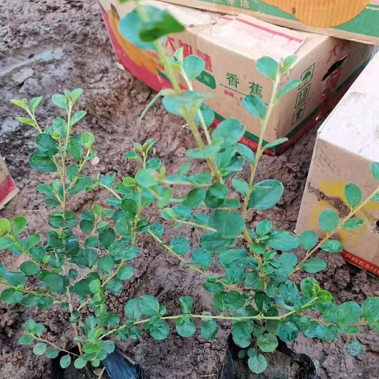 平枝栒子批发  山东平枝栒子价格  平枝栒子种植基地