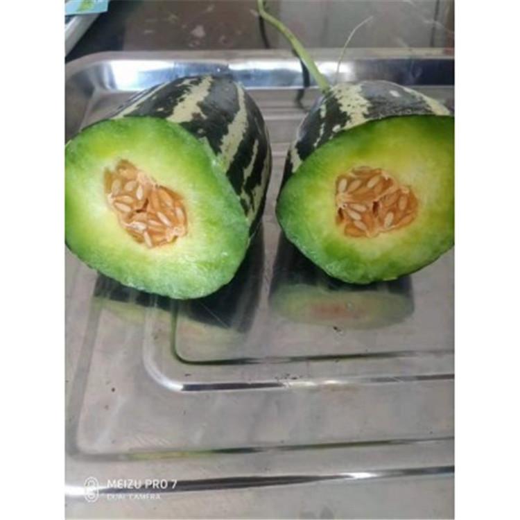 嫁接博洋种苗  产量高 长势好甜瓜苗   羊角蜜甜瓜苗