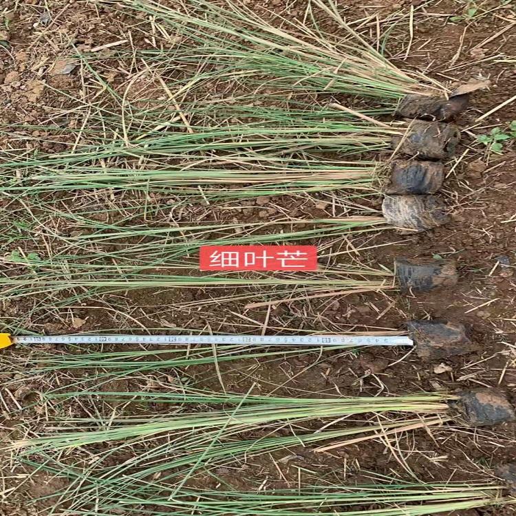 细叶芒种植基地  青州绿化  绿化小苗