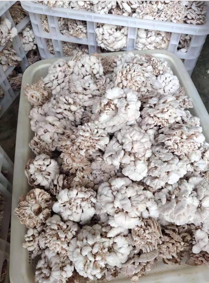 大量白参菌供应