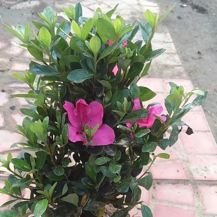 林博 大量批发石岩杜鹃小苗 石岩杜鹃种植基地 石岩杜鹃批发价格