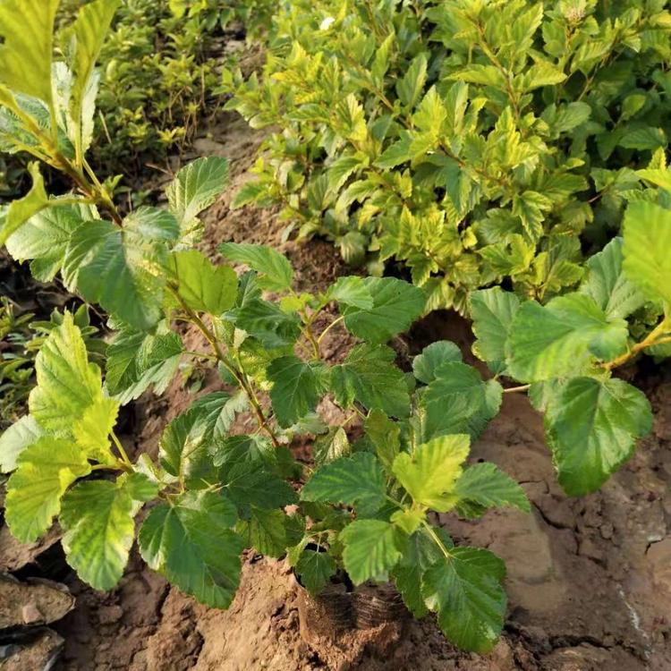 林博厂家直销 金叶风箱果 金叶风箱果种植基地