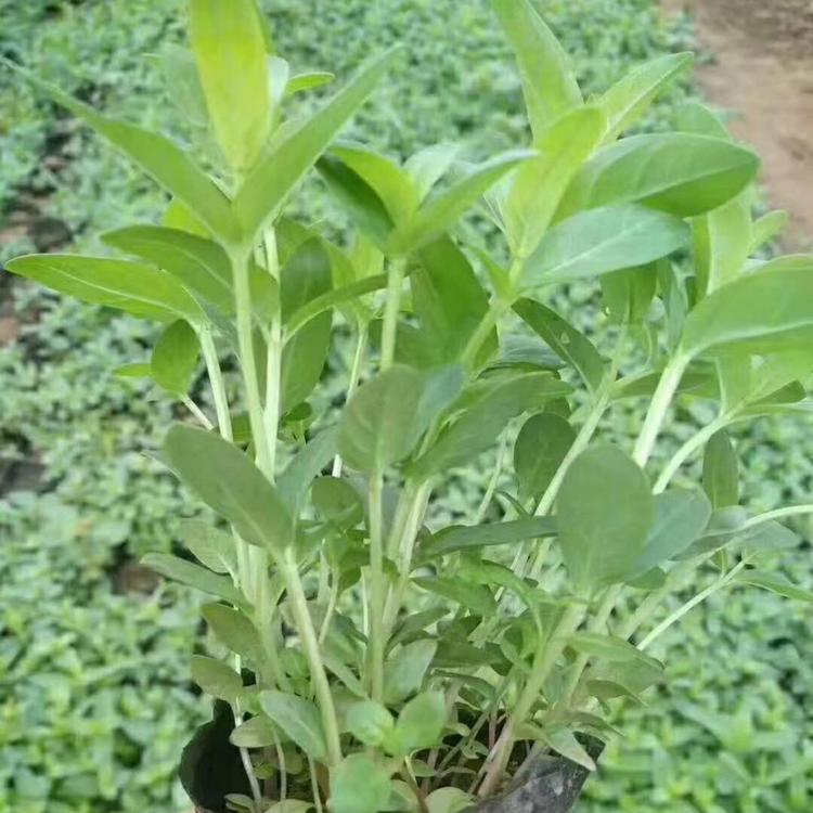 青州花卉批发 千屈菜种植基地 千屈菜价格 丰林