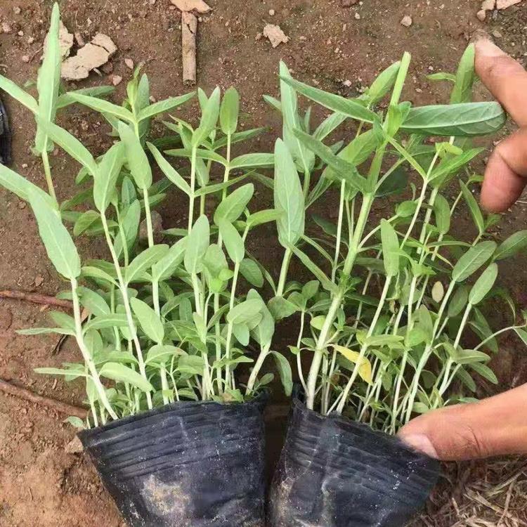 青州草花花卉 千屈菜价格 千屈菜小苗 丰林