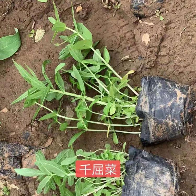 千屈菜批发找丰林花卉  千屈菜花苗种植