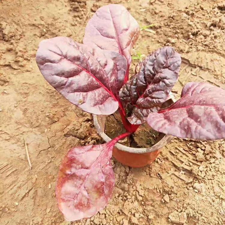 红叶菠菜价格 红叶菠菜批发销售 红叶菠菜种植基地
