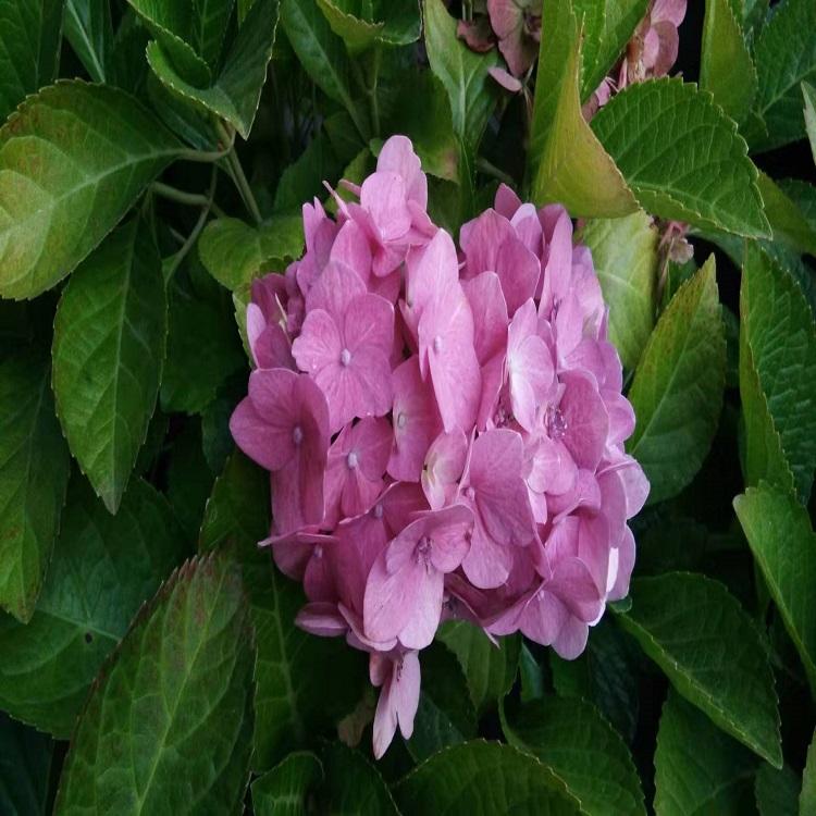 绣球花种植基地  绣球花批发价格  松青绣球价格
