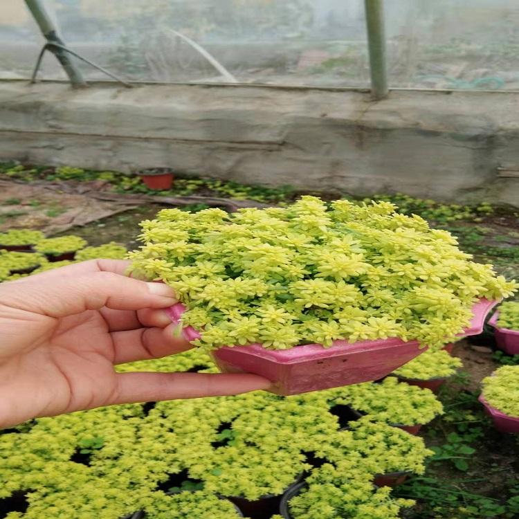 黄金草种植基地  黄金草批发  黄金草价格