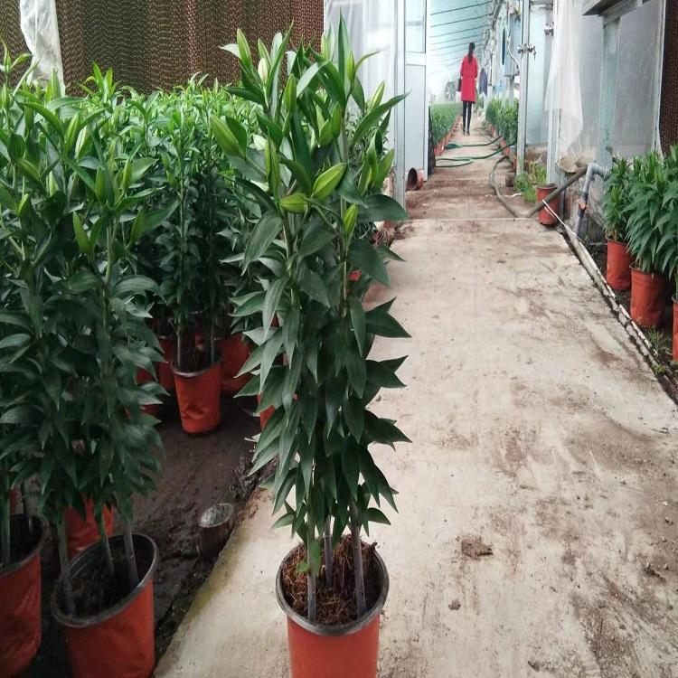 百合花种植基地  百合花价格