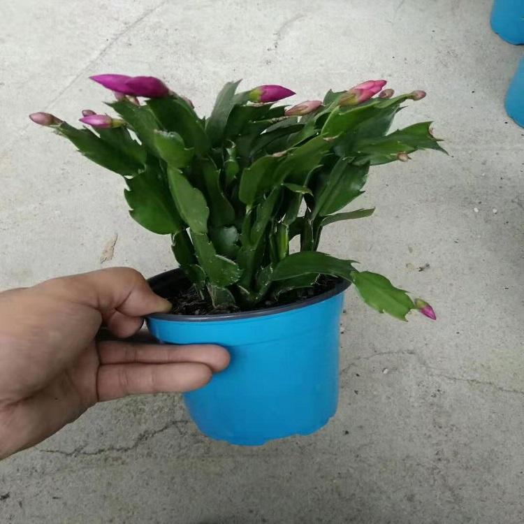 蟹爪兰供应商  蟹爪兰批发价格  蟹爪兰种植基地