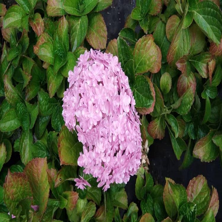 绣球花价格  绣球花基地  山东绣球花