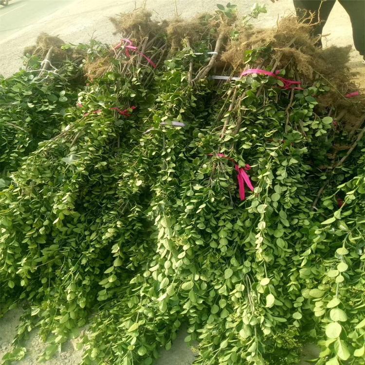 北海道黄杨 绿化苗木直供商【荐】青州凯洋花卉 北海道批发 基地直供北海道黄杨