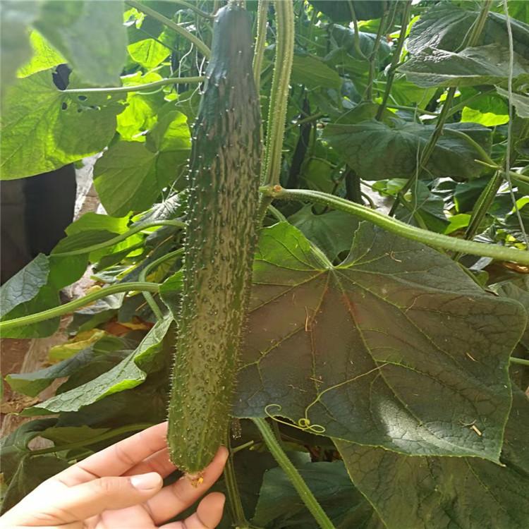 抗病毒黄瓜种苗  黄瓜种苗批发 越冬黄瓜种苗
