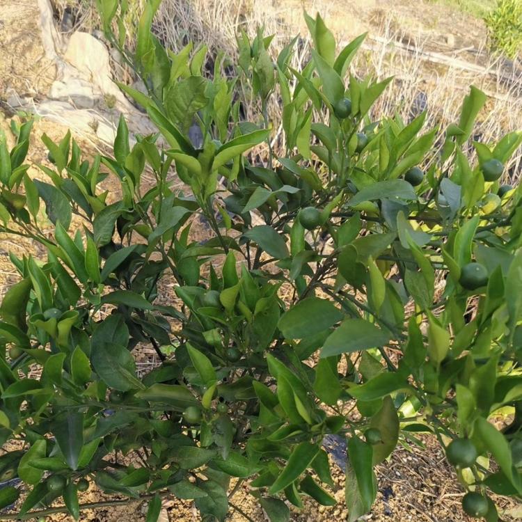 成都柑橘苗 优选选择成都新津柑橘苗种植基地 长势好