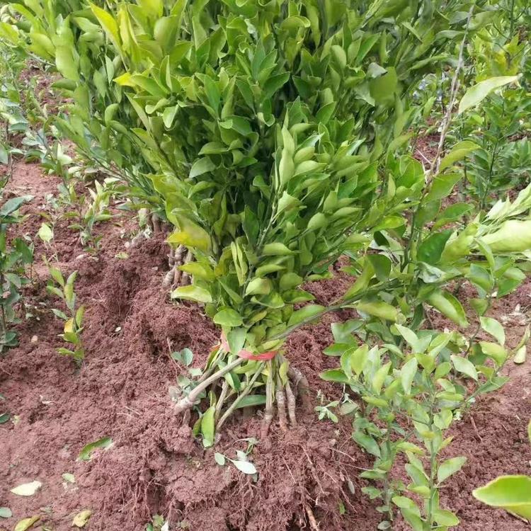 四川柑橘苗批发厂家量大从优