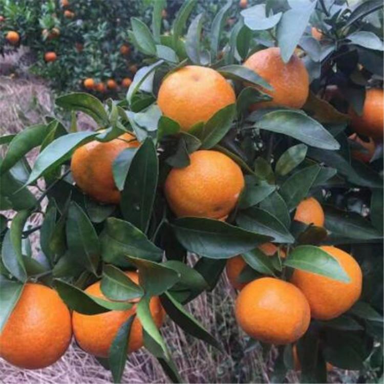 在四川柑橘苗种植基地中 四川爱媛38号柑橘苗市场需求相当大