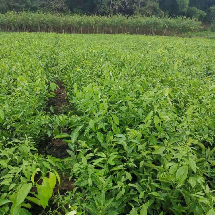 成都明日见柑橘苗批发 柑橘苗批发价格 红美人柑橘苗基地